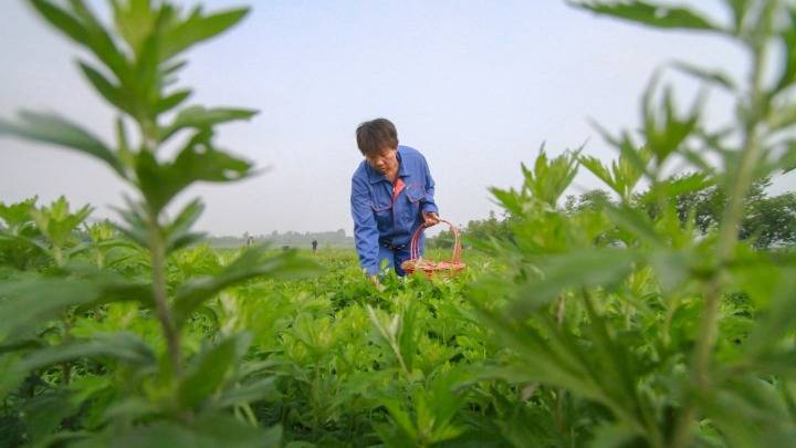 2020年6月25日,在河北省邯鄲市邯山區北張莊鎮艾草種植基地,農戶在