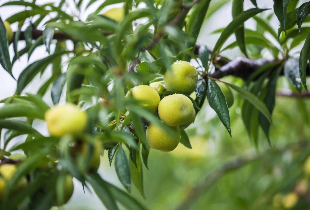 村民在李子园采摘李子