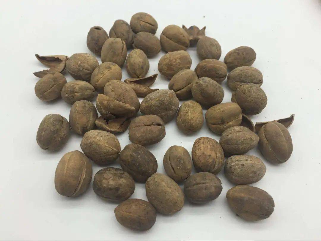 医生一听原因急了_巴豆