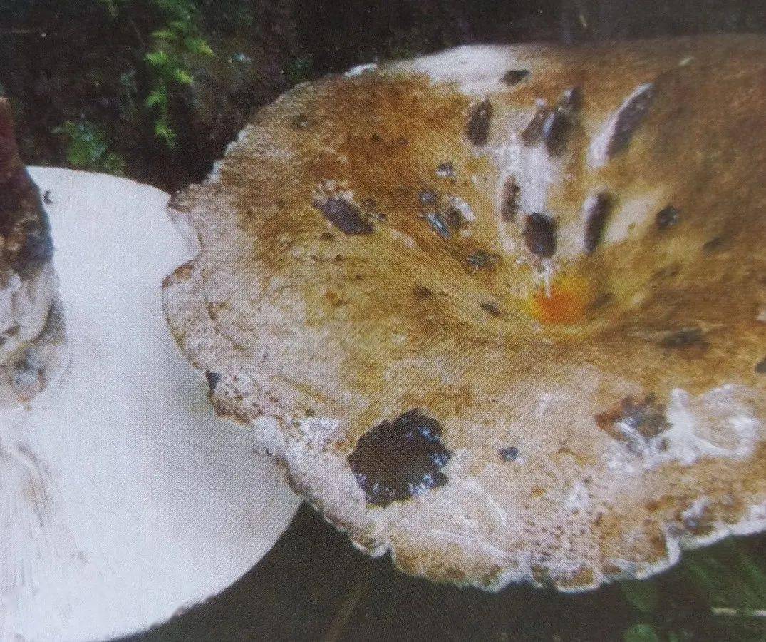 可食的铜绿红菇