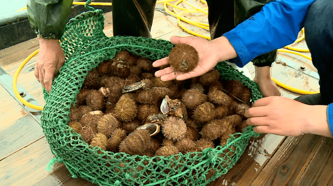 说起海胆,大家对它的评价总是呈现两极分化:爱的爱到魂牵梦绕,不爱的