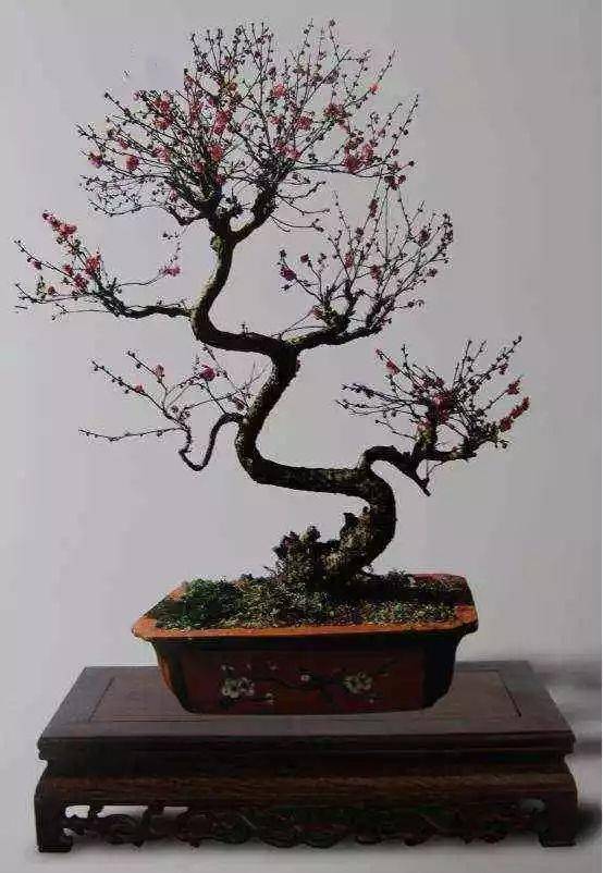 图文碧桃盆景的养护管理