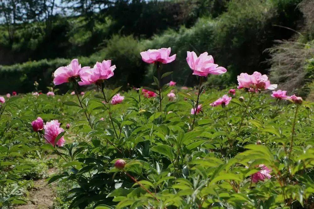 康家集乡|赵玲萍编辑|任新成责编|赵建民 杨 阳编审|谭明强总编|边