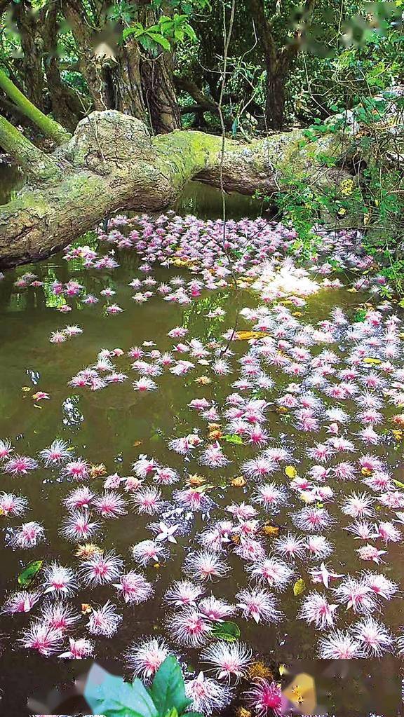 海南儋州七里村玉蕊花盛开飘香古村落