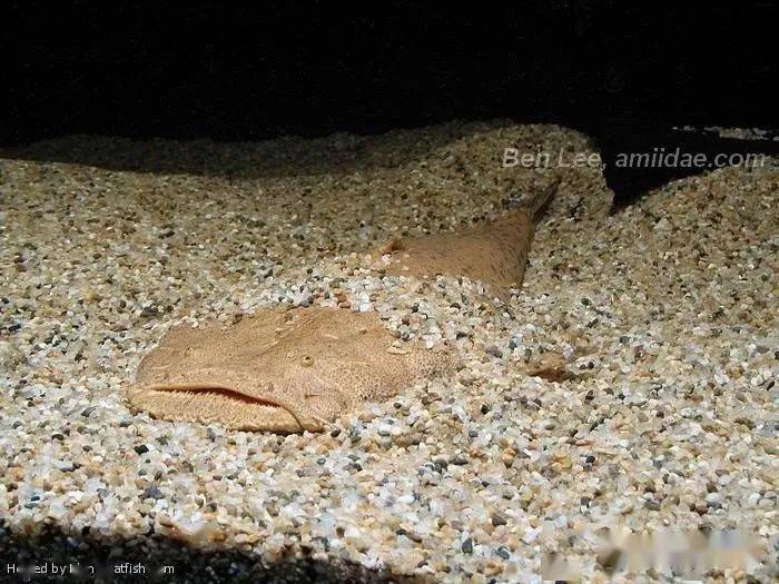 每天认识一种南美鱼79帝王鲸