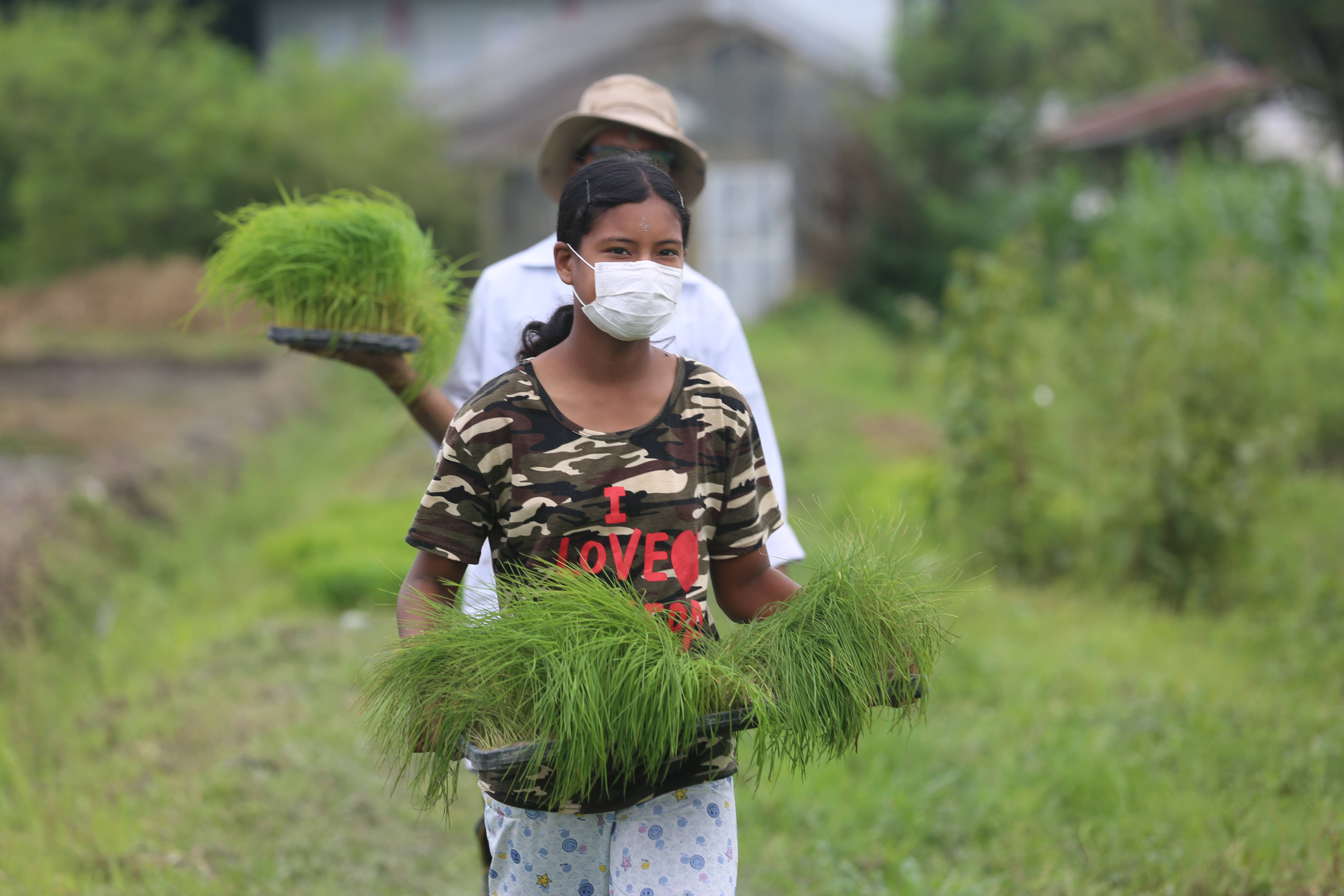 6月29日,在尼泊尔加德满都谷地帕坦,一名女孩将秧苗送往稻田.