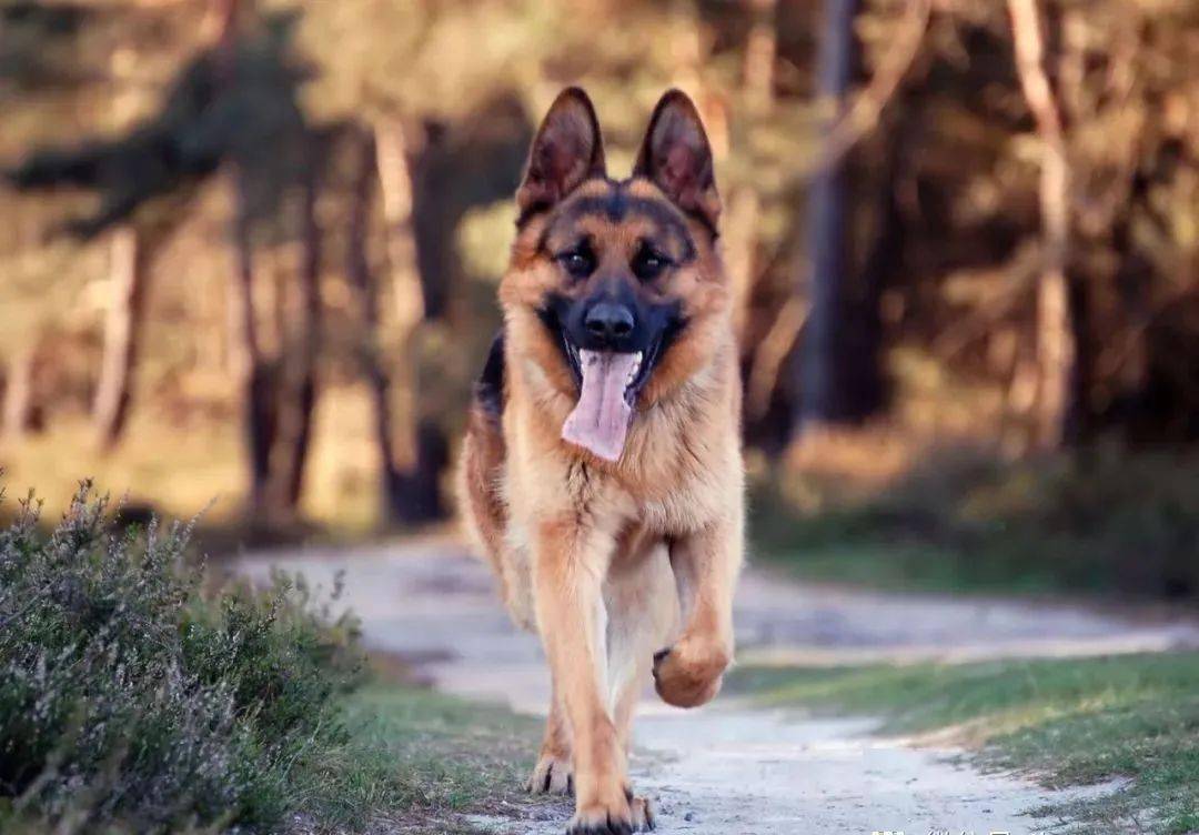 活跃在世界范围的工作犬德国牧羊犬