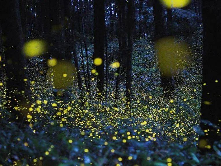 今年的夏日萤火虫季又将如期而至,让我们在星光的指引下走进静谧的