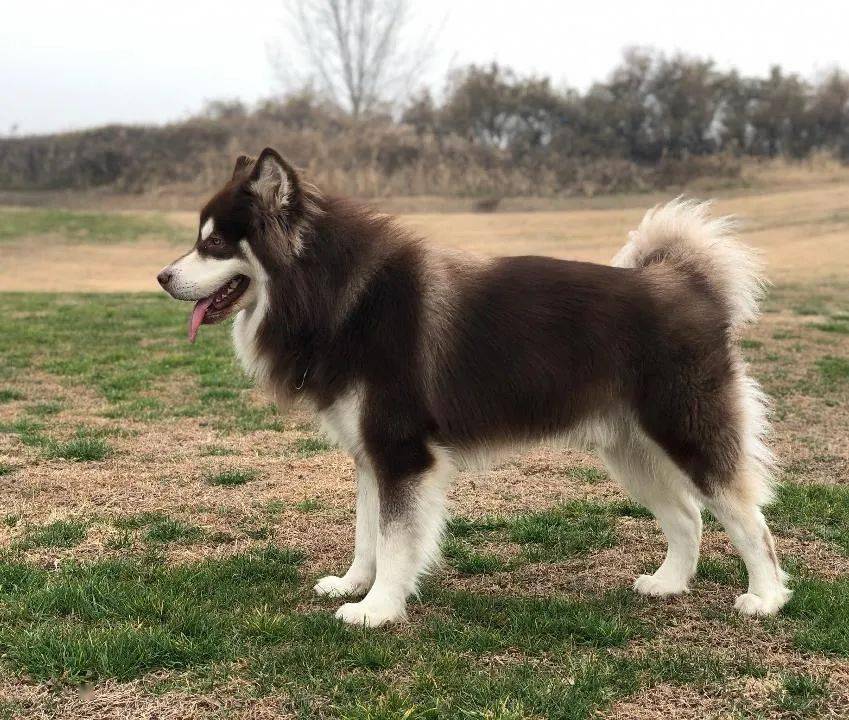 千元寻狗 咸阳市乾县马连镇三马村二组丢失阿拉斯加犬一只