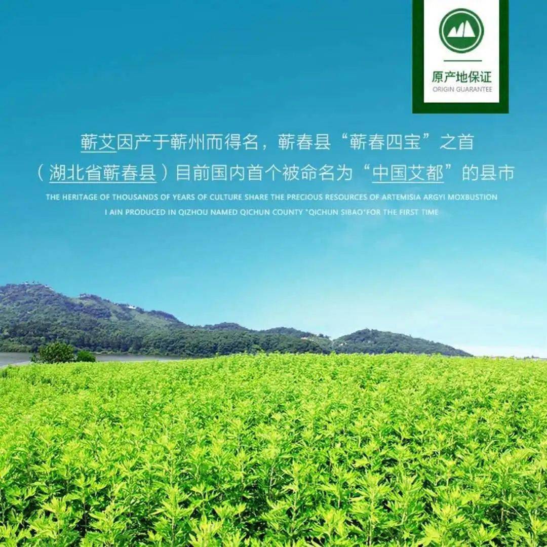 对蕲艾种植,加工,培训,艾灸养生,品牌宣传等方面进行科学规划