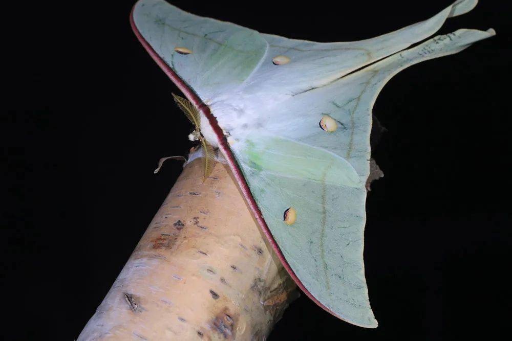 宁波尾大蚕蛾粉天牛大腹园蛛巨齿蛉优雅蝈螽青山溪水我们石探记和学霸