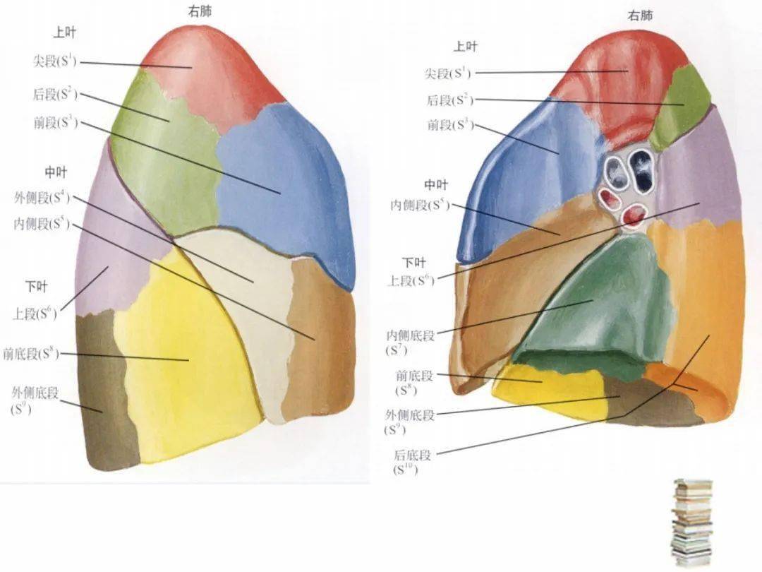 支气管分段图和肺段图片