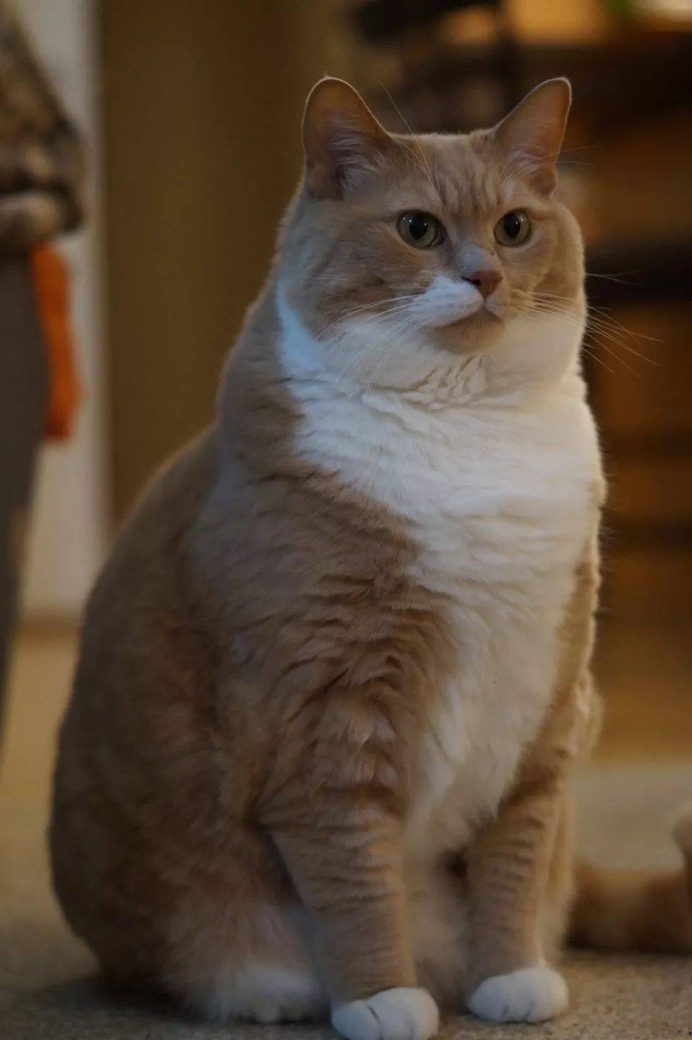 捡到一只胖成球的猫怎么办?当然是帮它减肥啊!
