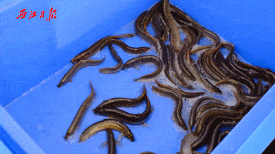 禁渔期结束德庆西江开渔啦河鲜新鲜肥美看到口水流一地