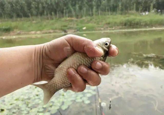 并非搓一下那么简单谈搓饵手法在野钓鲫鱼时防杂鱼的优势及应用