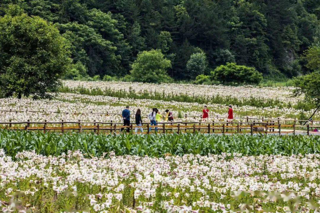 宝鸡这个隐藏在秦岭深处的乡村,迎来最美时刻!花海,特色民宿.