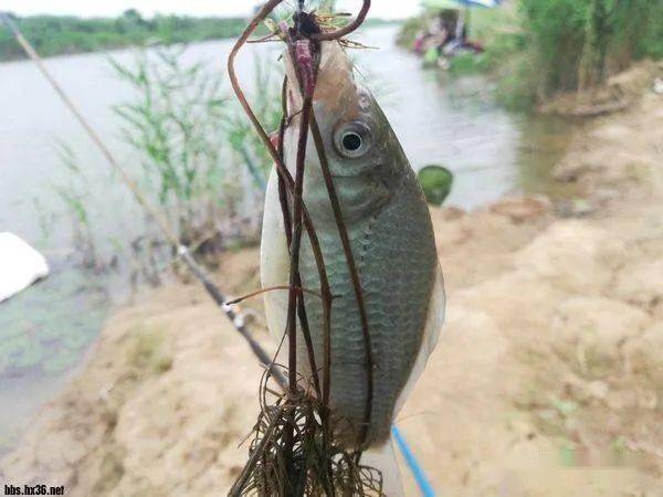 收線卻見是個鰟鰟鮍魚在上面.