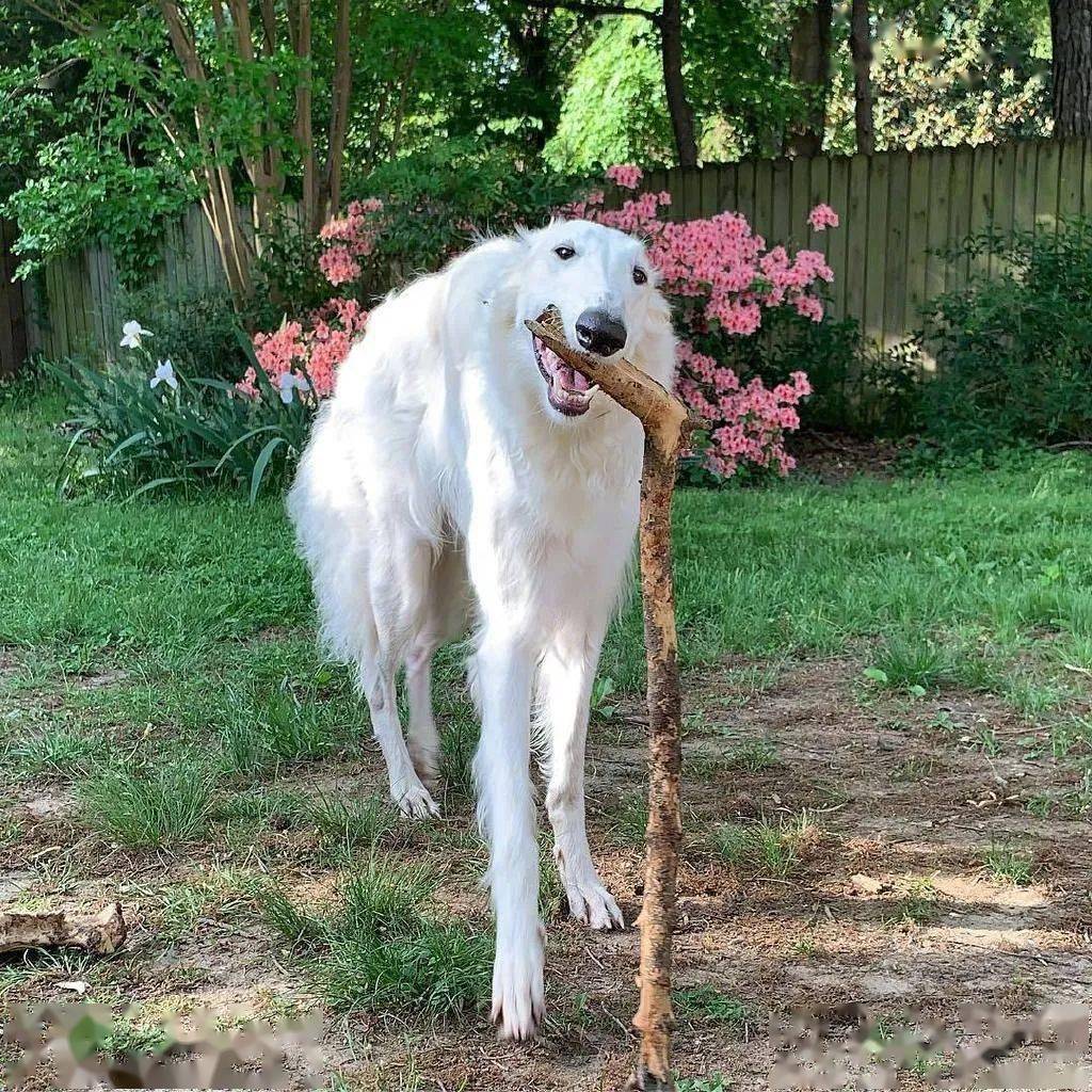 活的最长的狗图片