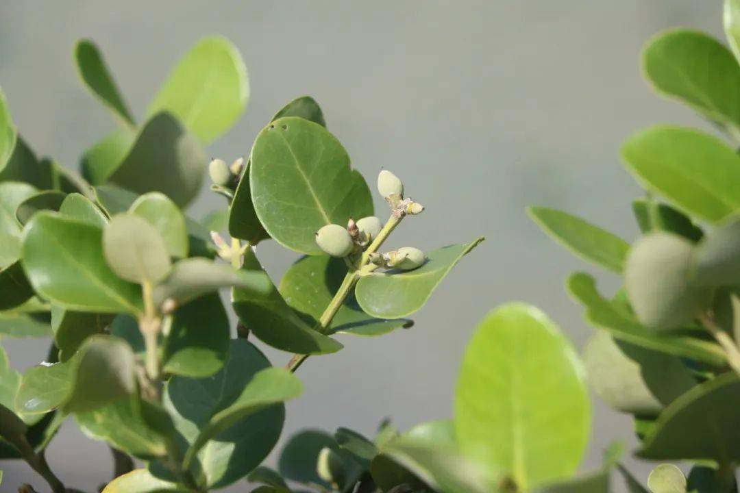 每年7月至10月,是白骨壤开花结果的季节.