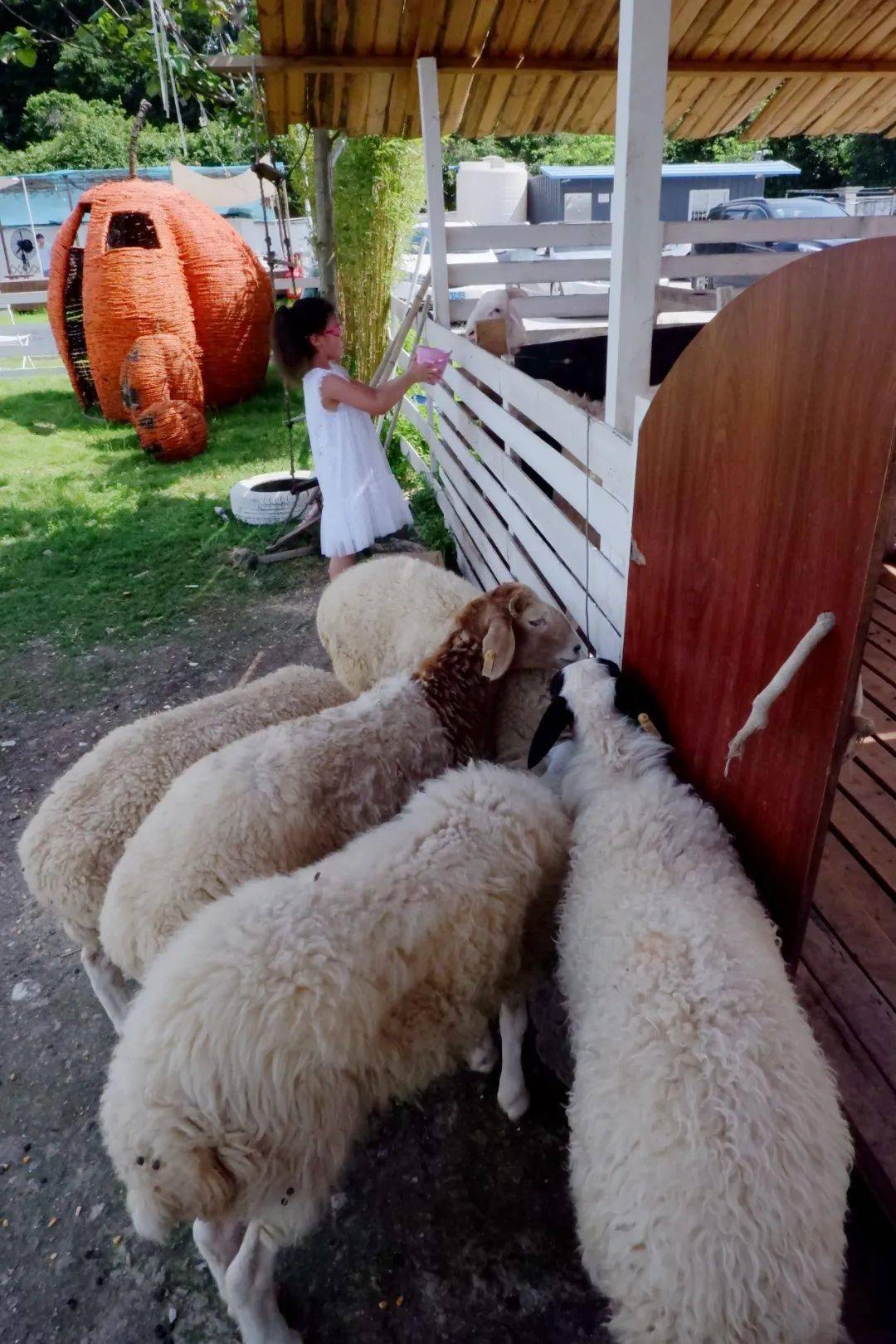 广州好玩夏至日放羊记honeycc