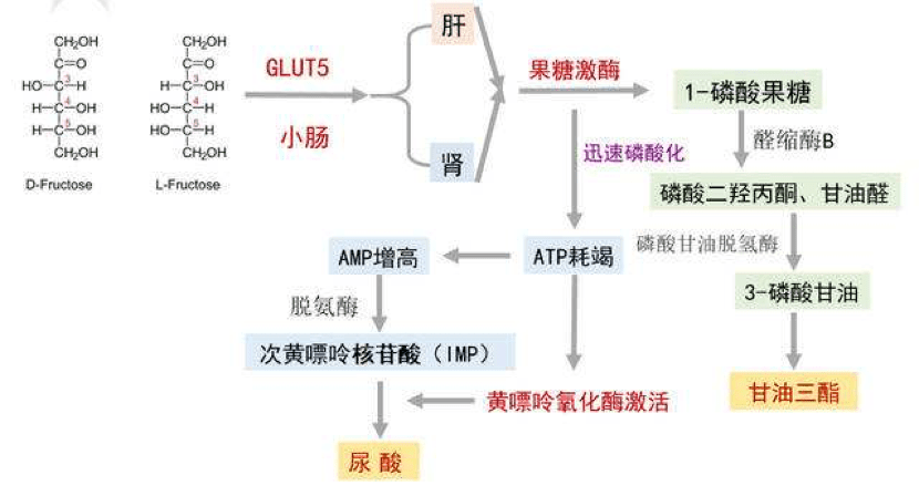 果糖生成尿酸流程图图片