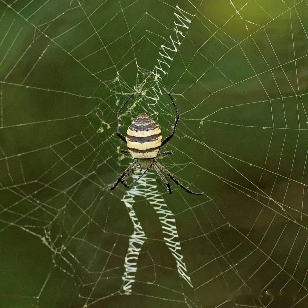 物种图册-好胜金蛛