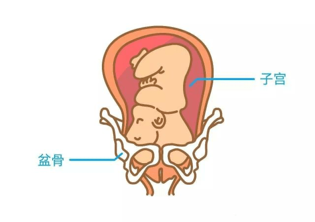 在怀孕期间,妈妈的骨盆都会因为荷尔蒙增高而变宽,从而为自然分娩做