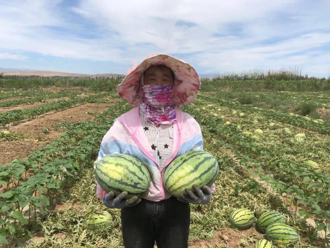 伊宁县大田西瓜成熟上市农民甜心头