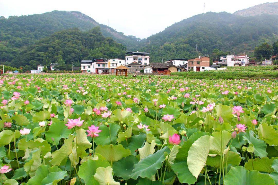 昔日贫困小畲村 今朝荷香引客来_荷花塘