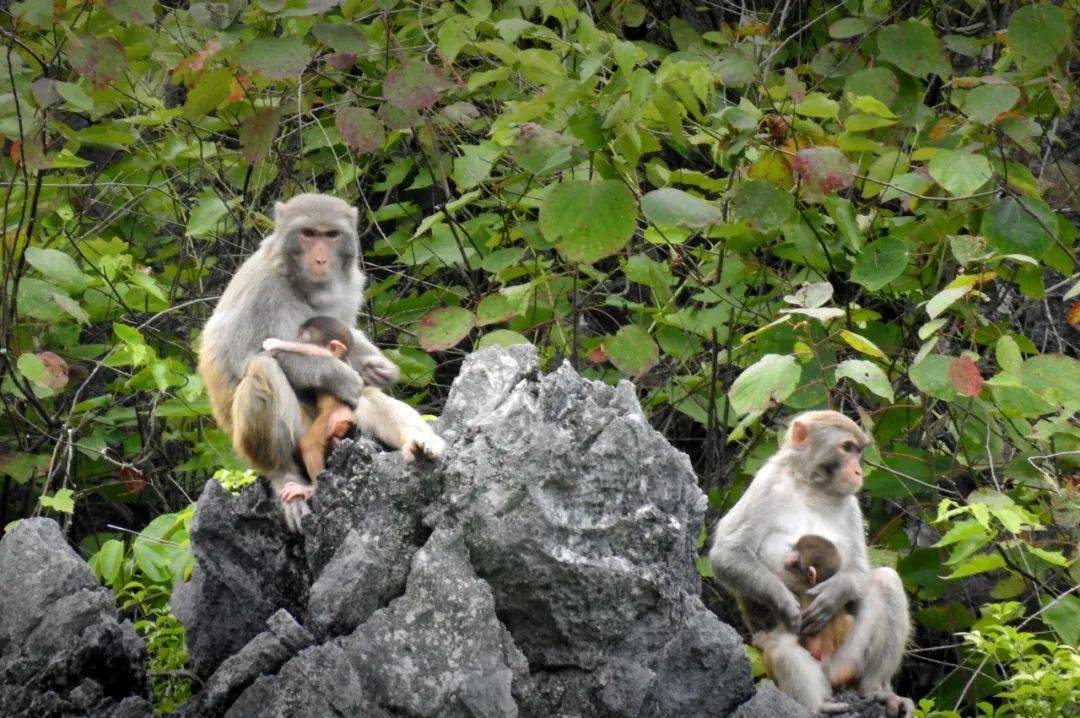 一只猴,两只猴……哇哦~好多猴子下山啦!