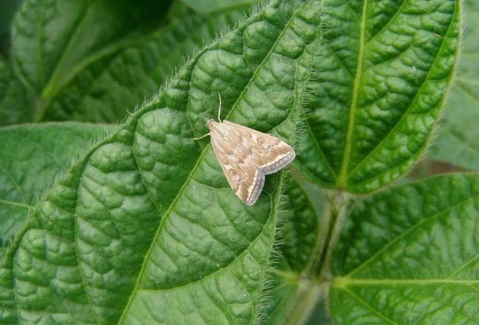 【农博士预警】加强草地螟越冬代成虫检测_张承