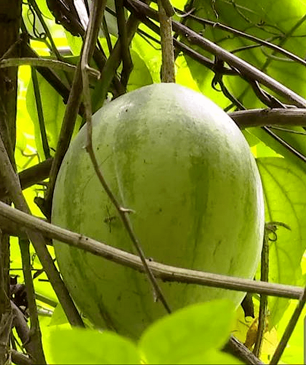 真稀奇广西龙虎山发现树上结了罕见的西瓜你见过吗