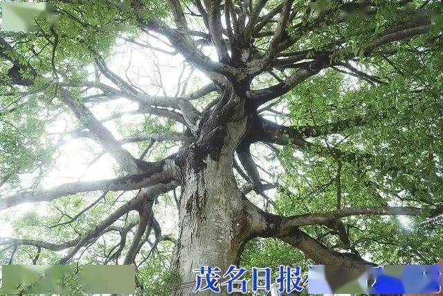 信宜這裡有棵樹齡超350年的見血封喉樹果實能吃甜中帶酸