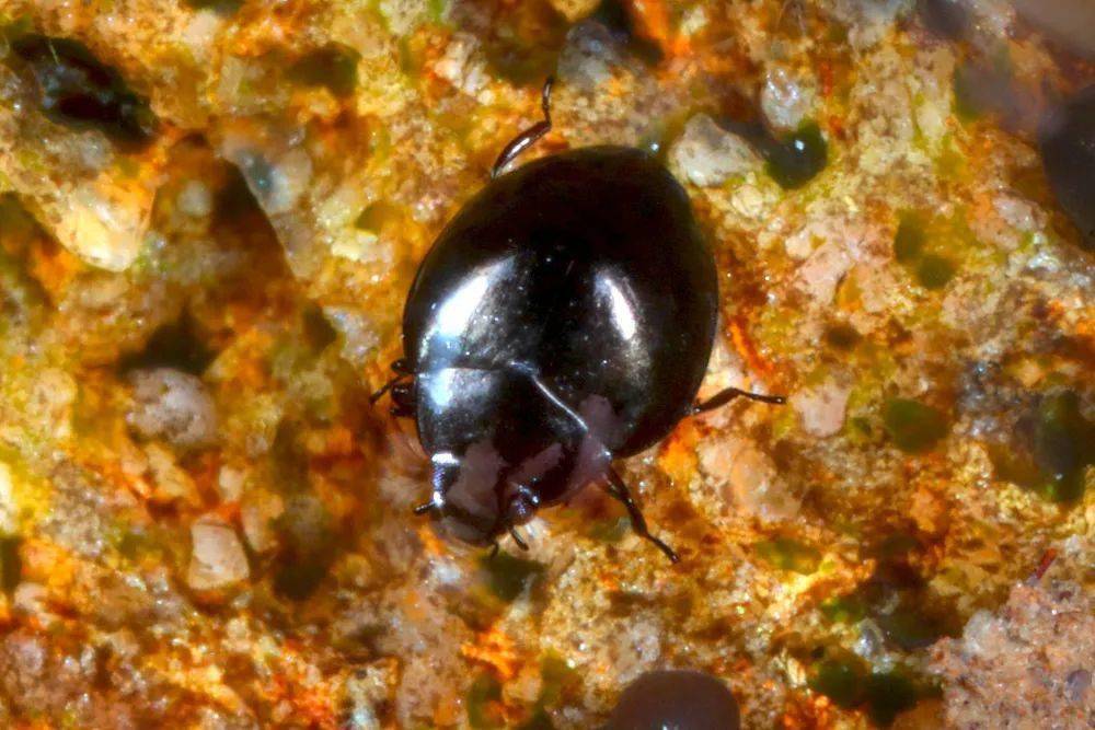 7 黄山昆虫摸底调查 丨 纯色系红疣跳虫 & 丽金龟竹叶青 & 珊瑚天牛