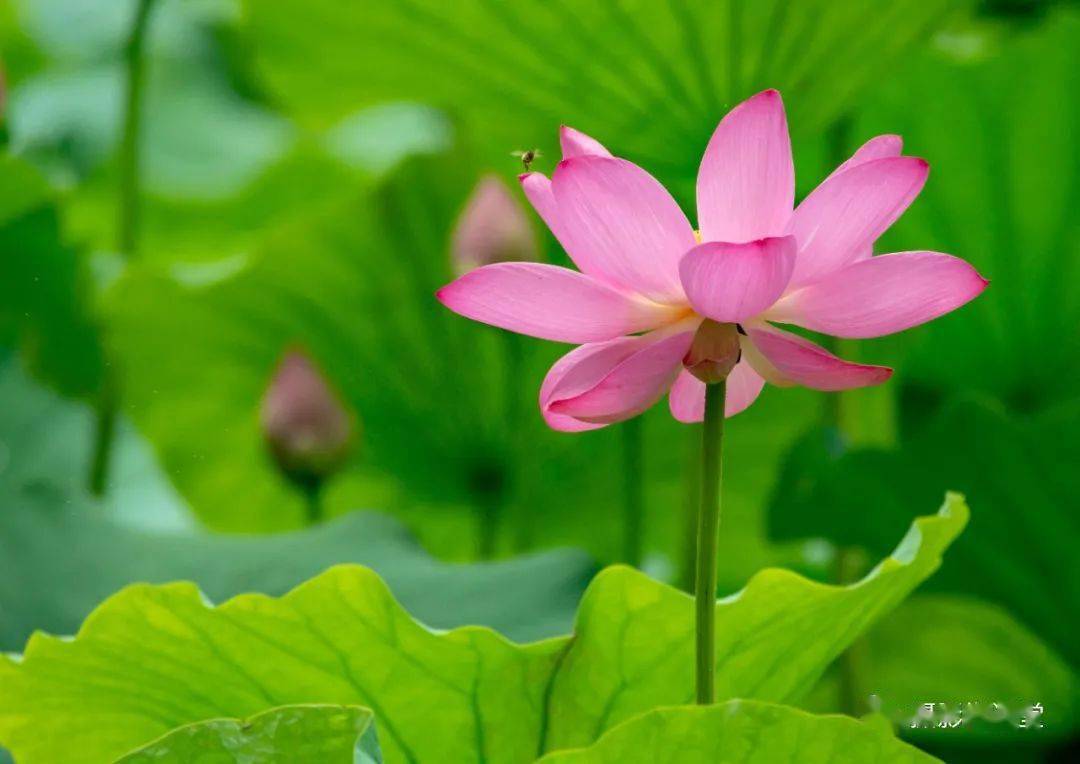 全新画意荷花专题摄影系统课开课啦