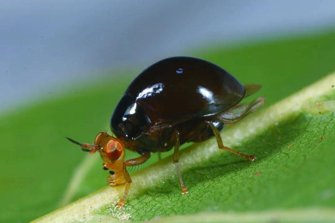 甲蝇 & 黑星天牛"石头"牛 & 短翅天牛淘甲 &