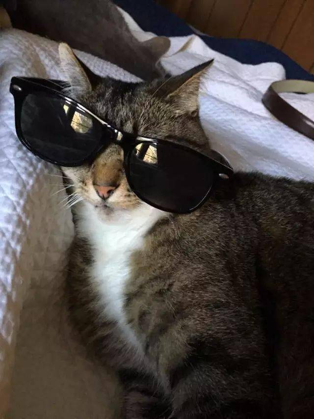 戴上眼镜的喵大人,简直是妥妥的"斯文败类"