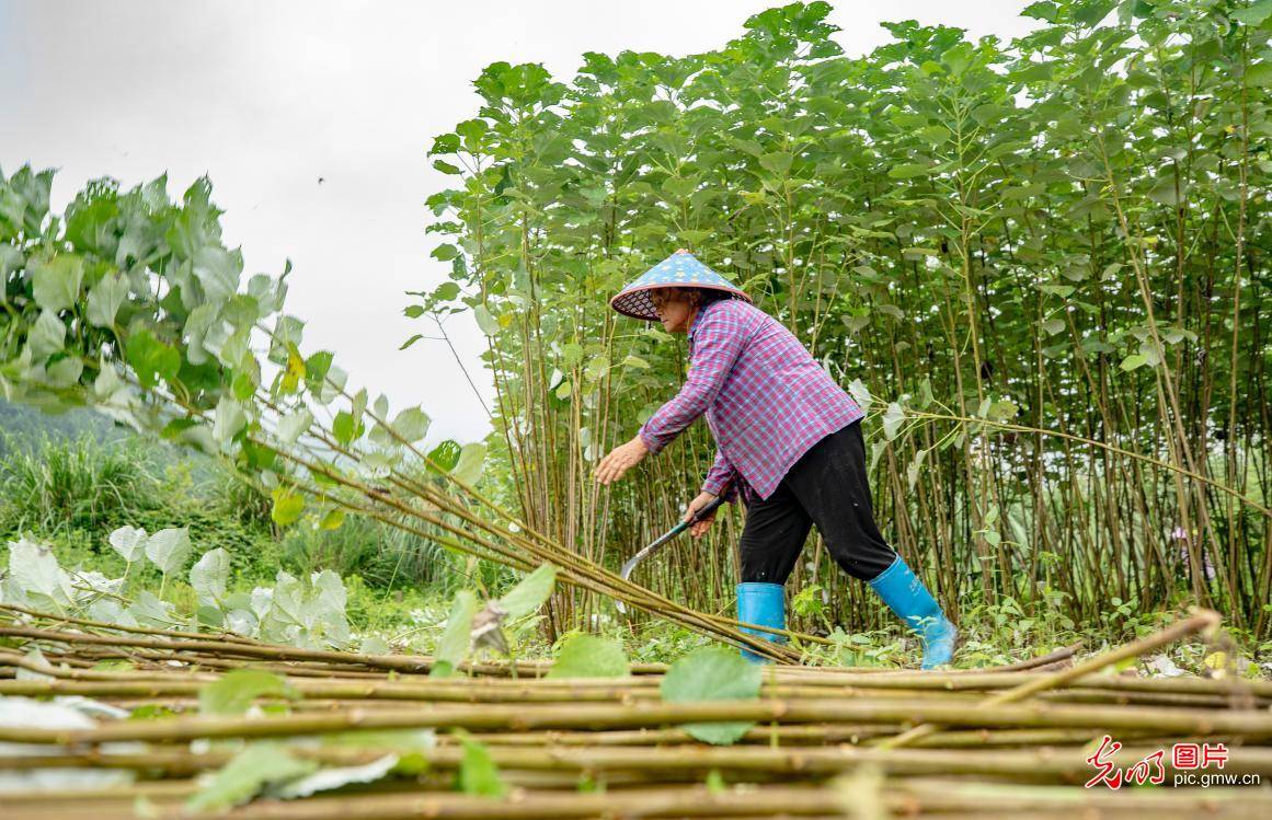 江西新余:苎麻铺就致富路