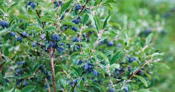 2013年4月15日,原中华人民共和国农业部正式批准对"勃利蓝靛果"实施农