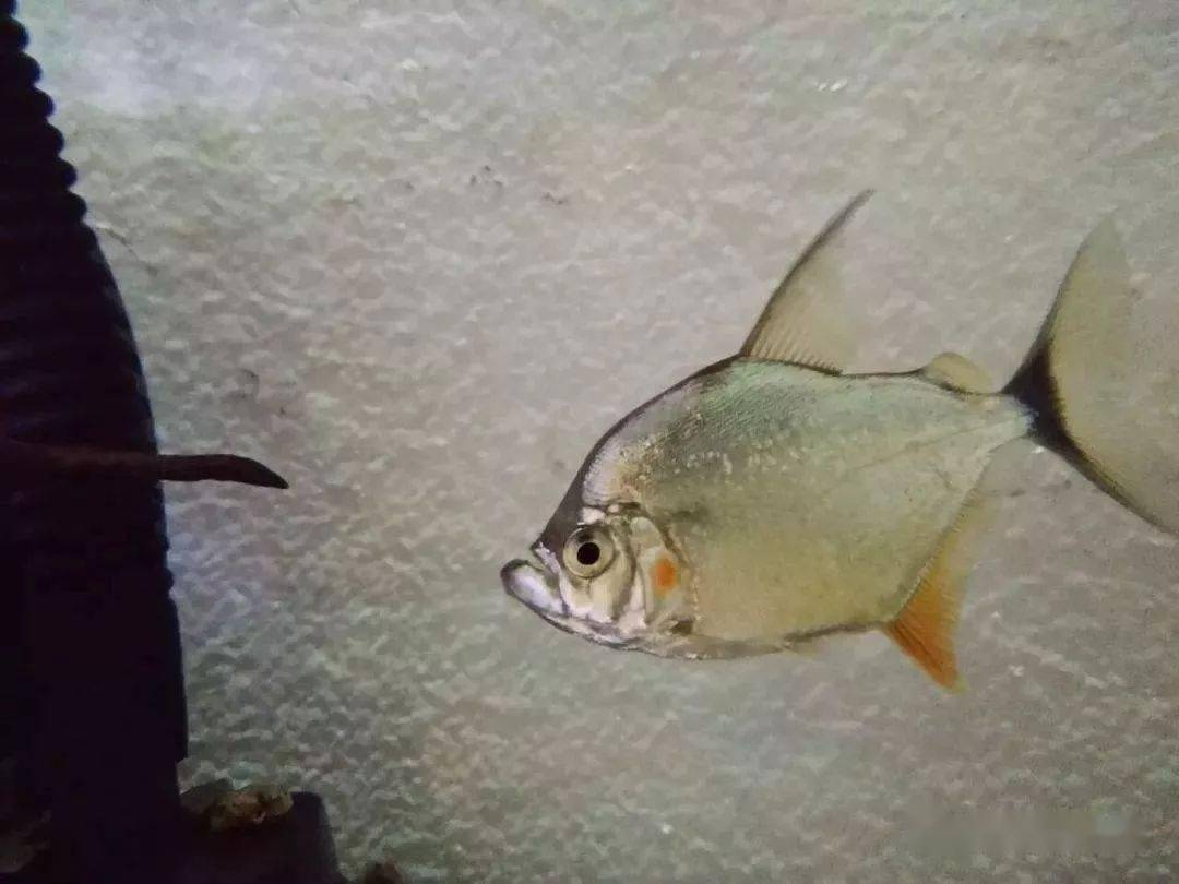 分享八种常见水虎鱼品种图鉴,涨姿势啦!