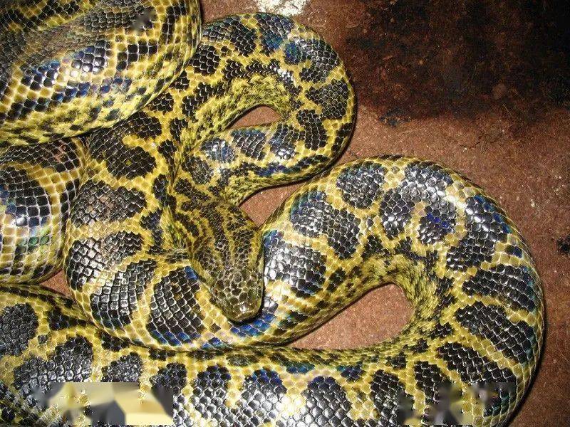 物种图册-黄水蚺