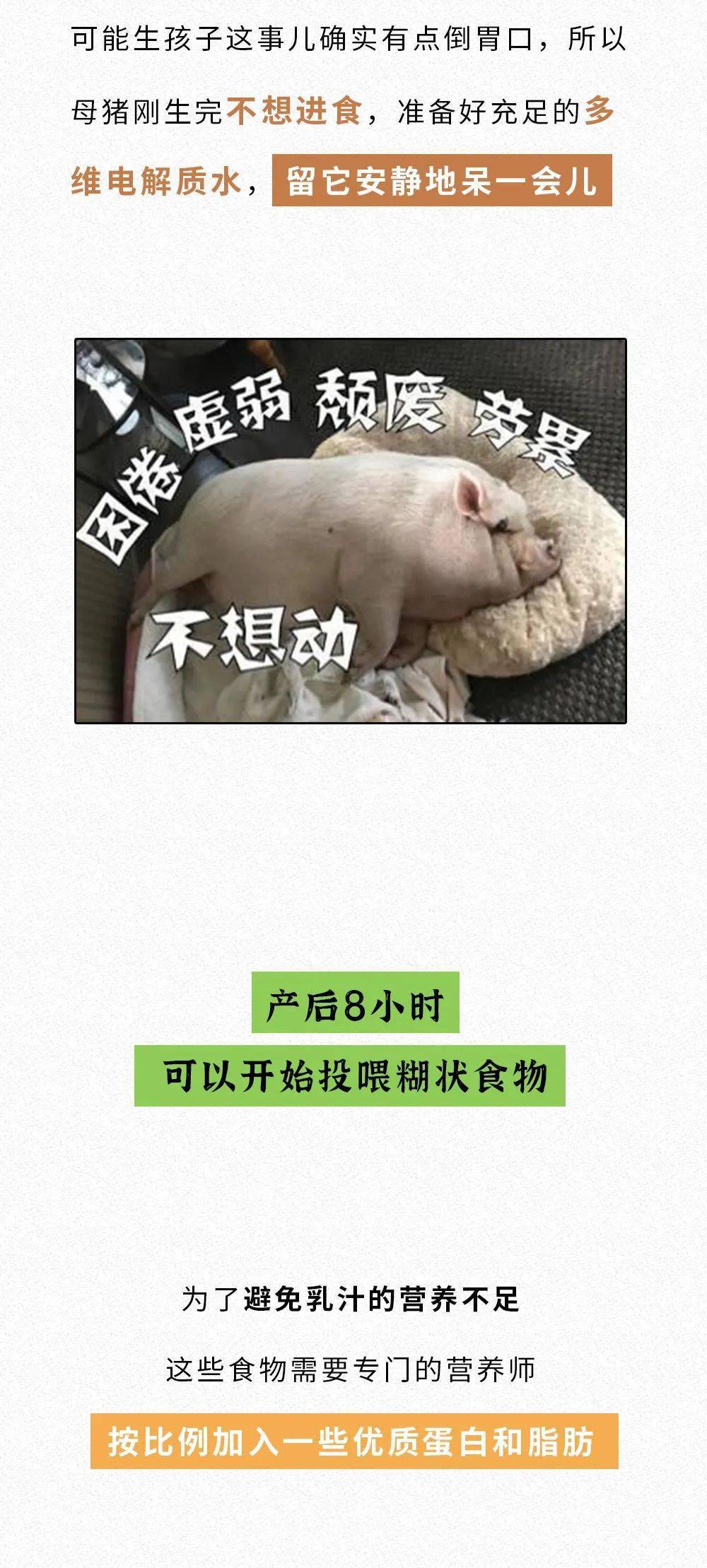 母猪产后护理 表情包图片