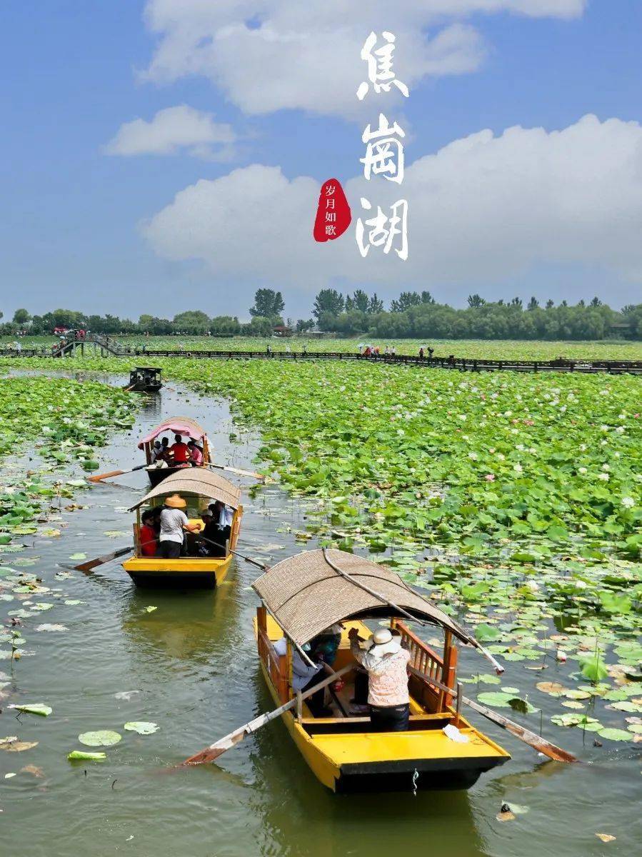 又是一年荷花季,荷花绽放焦岗湖!_风景区
