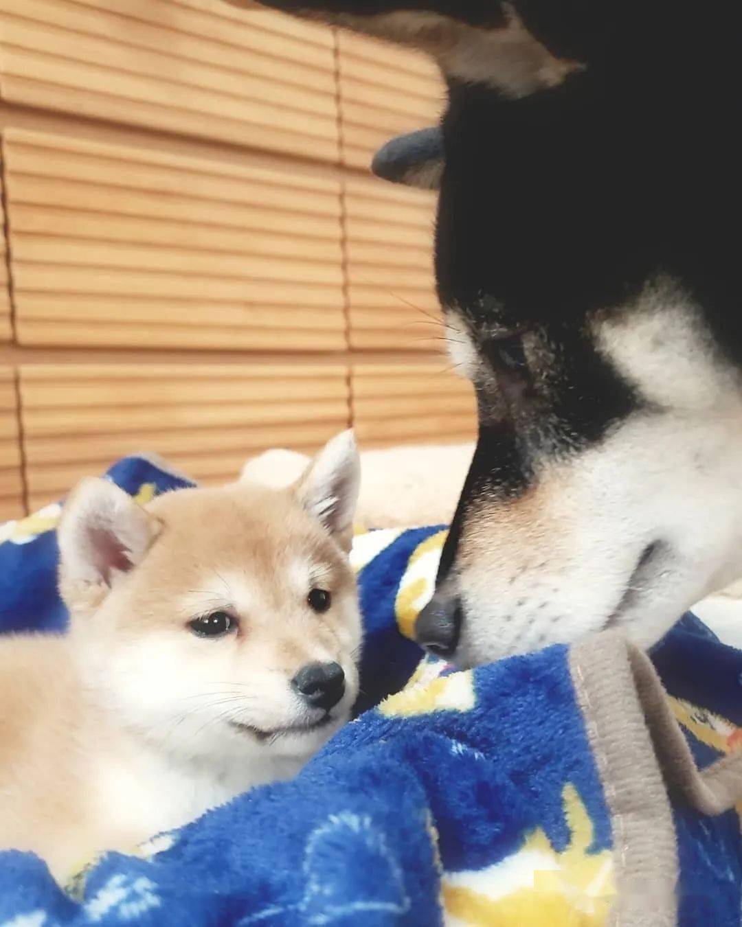 柴犬三姐妹的甜蜜日常,各种合照简直就是闺蜜照模板啊