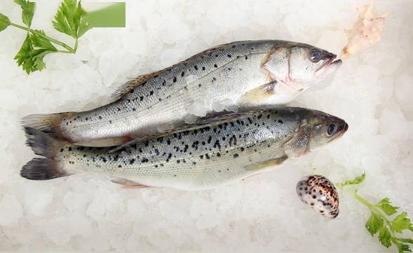 2鲈鱼又称花鲈,鲈子鱼.性平,味甘,既能补脾胃,又可补肝肾,益筋骨.