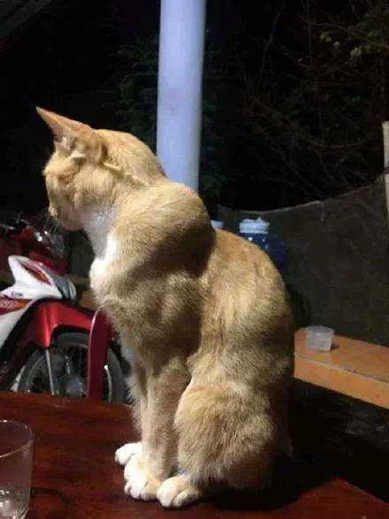 猫都有肌肉了,你还在喝奶茶吗?