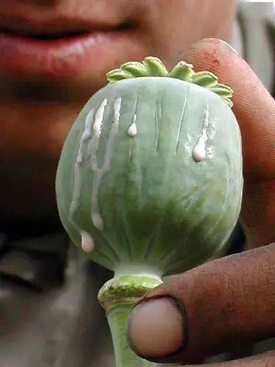 罂粟为"美丽的恶之花",但它也是多种镇静药物的来源,具有非常大的药用