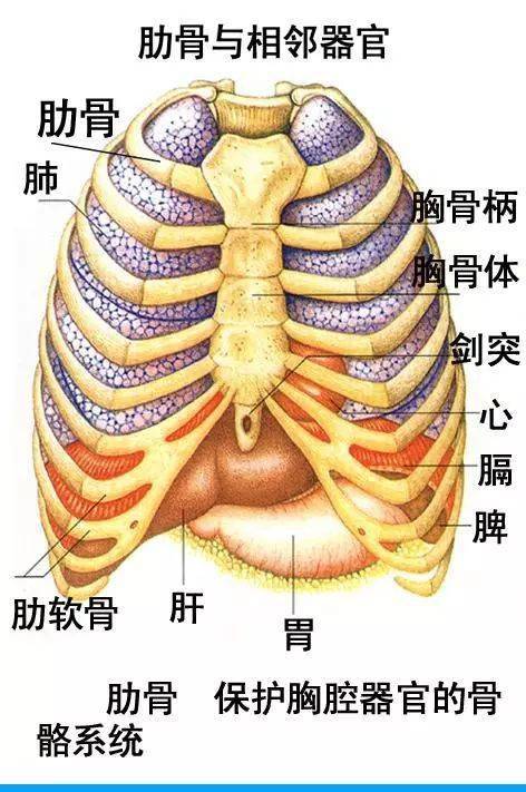 胃和剑突的位置图图片