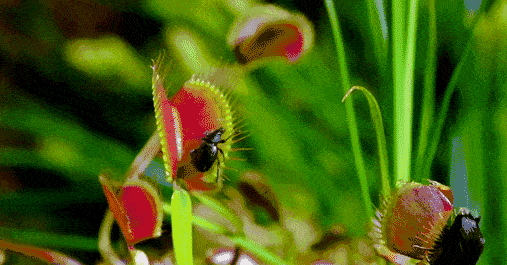 它的茎很短,叶子的末端长有一个"贝壳"样的捕虫夹,叶缘部分有规则状的