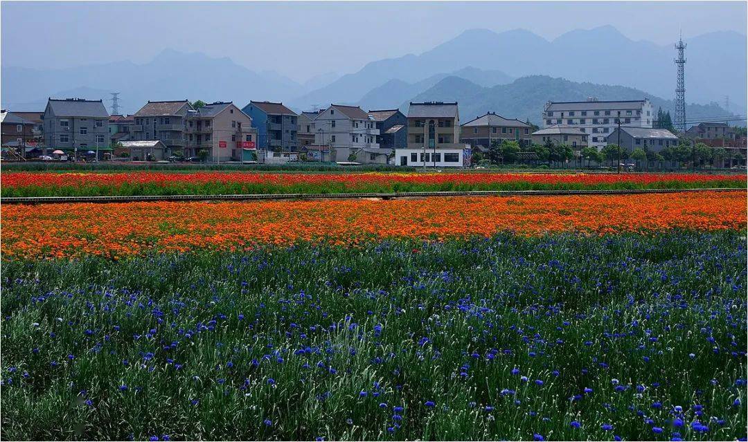 荻浦村 沉醉于花海中